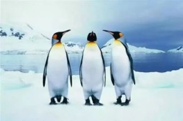 企鹅互助真的能赚钱吗？企鹅互助软件是真实的吗？