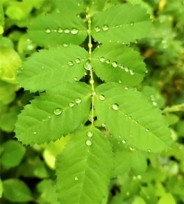 雨的念想
