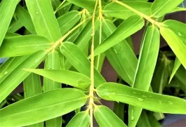 那些暴风雨