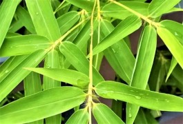 路上的雨水