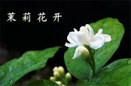 茉莉花开