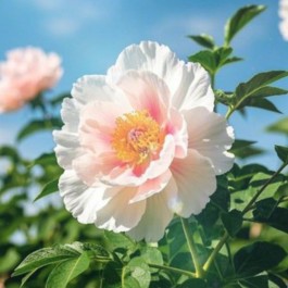 城南花开