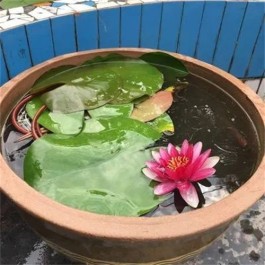 水缸