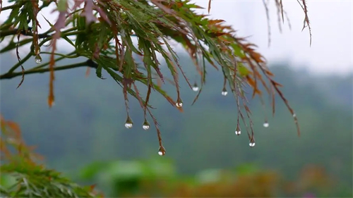 秋雨送爽