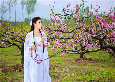 桃花深处有茶香