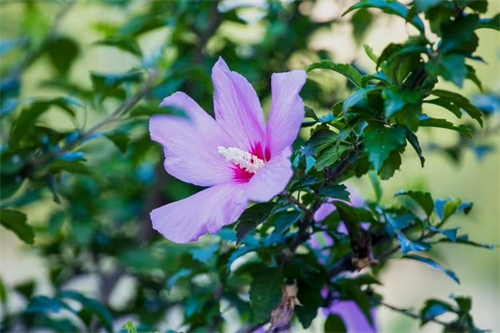 木槿花开