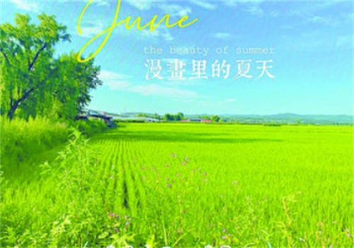 风吹过的田野