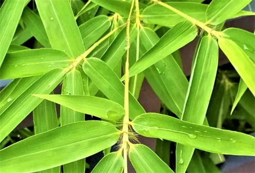 路上的雨水