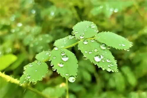 连日的秋雨